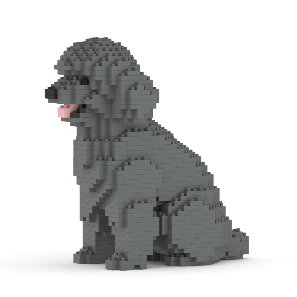 Caniche nain 03-M06