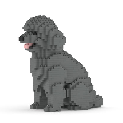 Caniche nain 03-M06