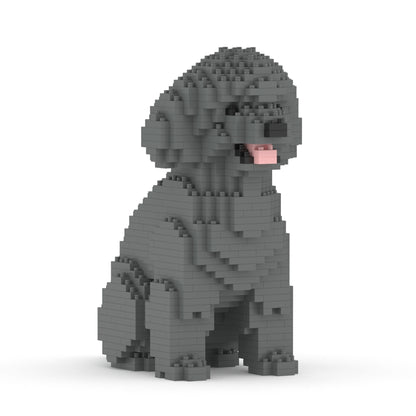 Caniche nain 03-M06