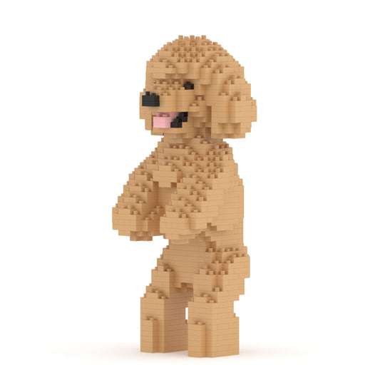 Caniche toy 04-M03