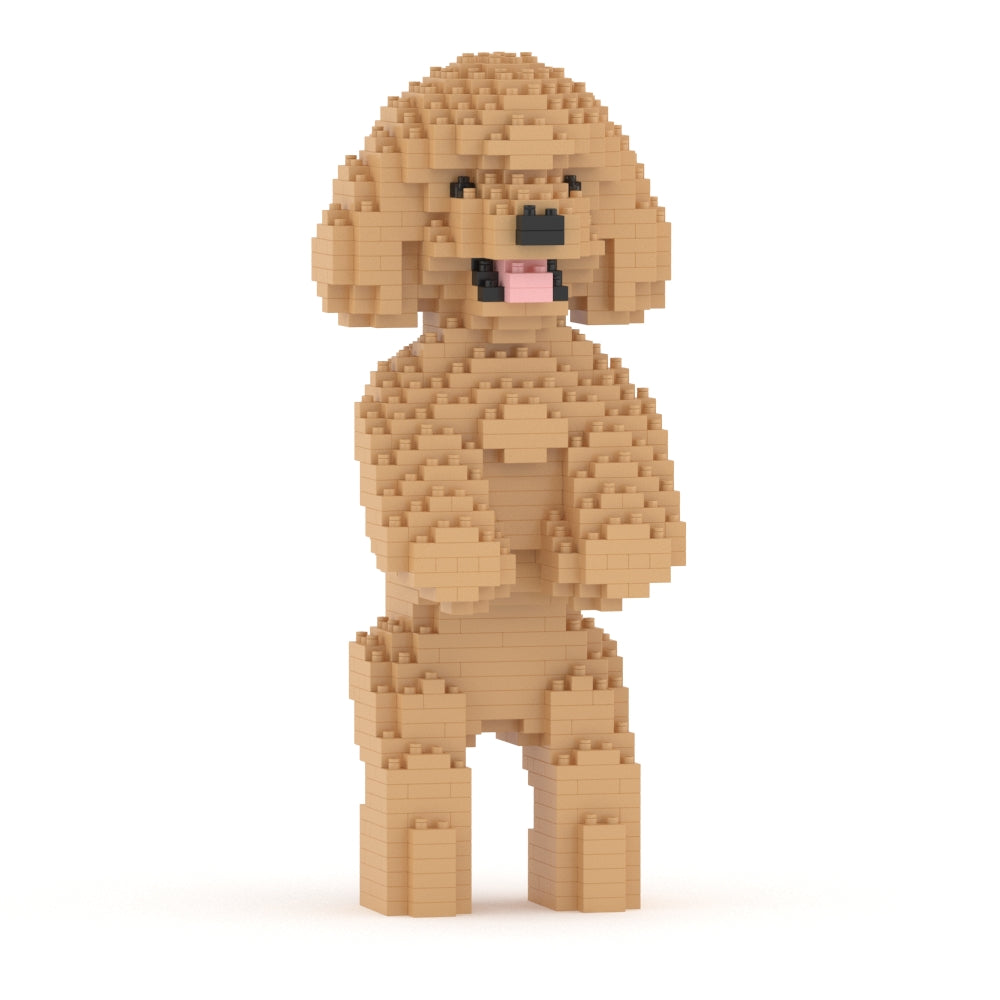 Caniche toy 04-M03