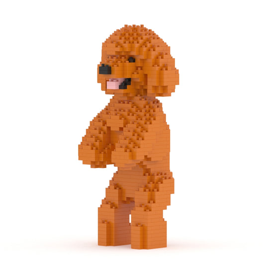 Caniche nain 04-M04
