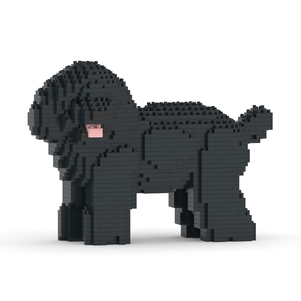 Caniche toy 05-M02