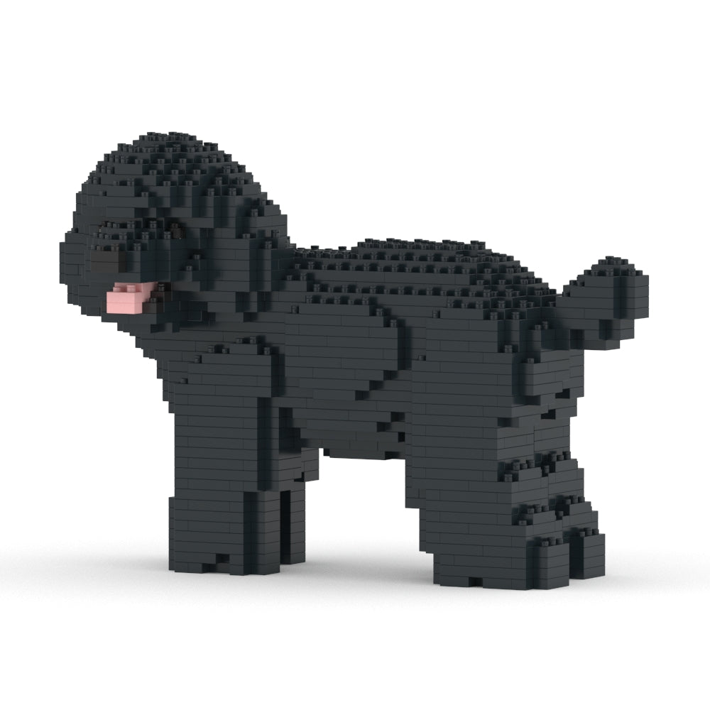 Caniche toy 05-M02