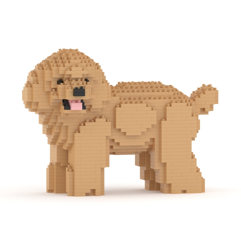 Caniche nain 05-M03