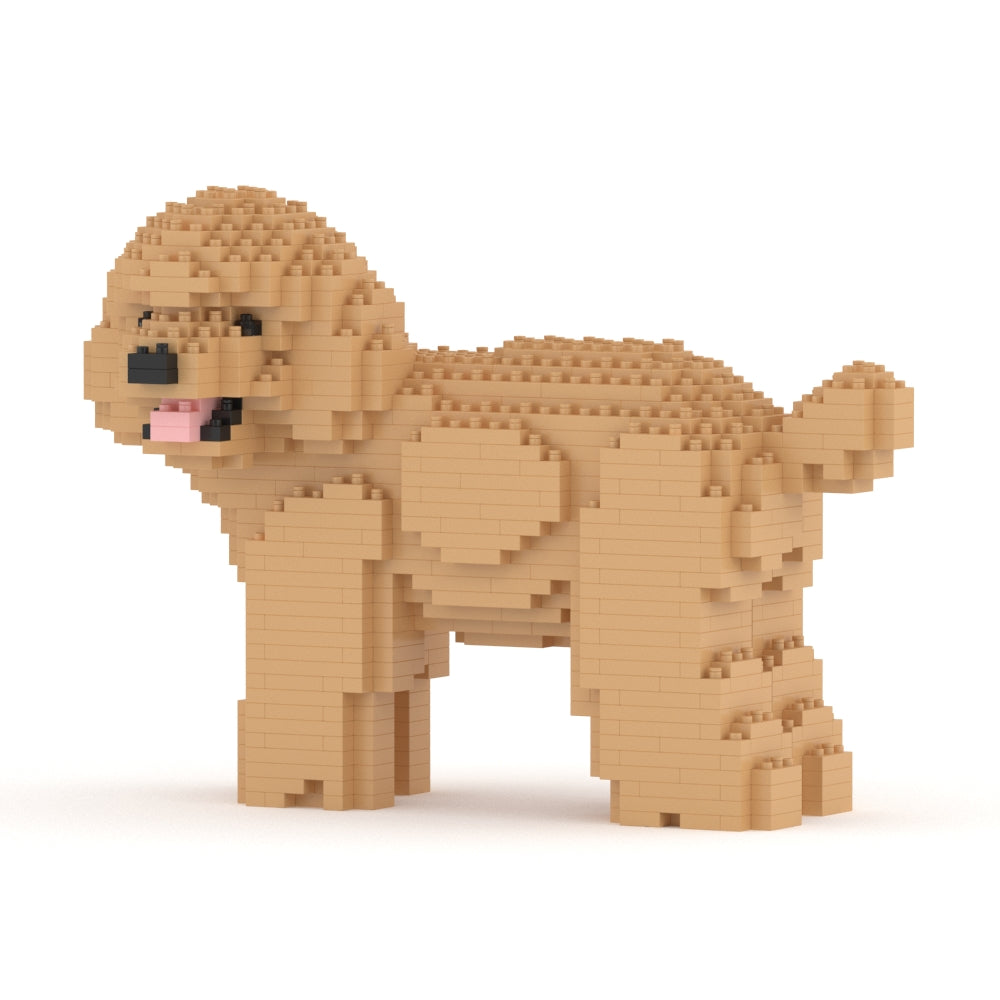 Caniche nain 05-M03