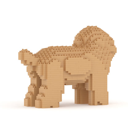 Caniche nain 05-M03
