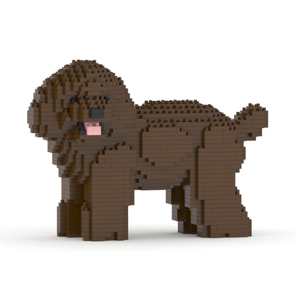 Caniche nain 05-M05