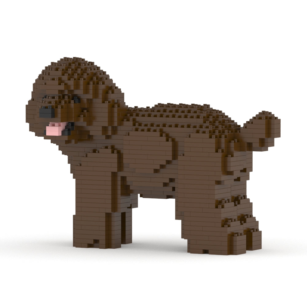 Caniche nain 05-M05