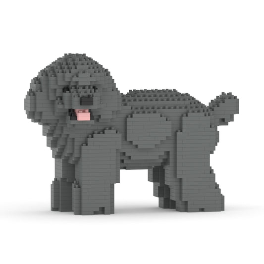 Caniche nain 05-M06