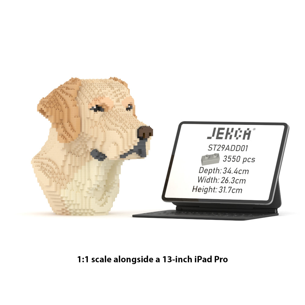 Labrador Bust 01