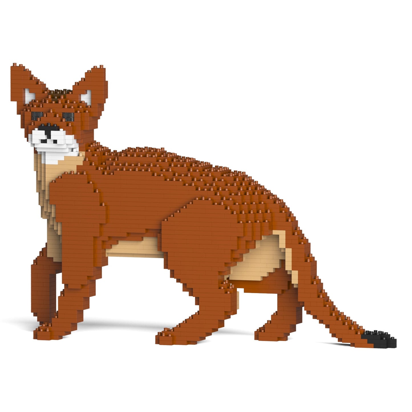 Abyssinian Cat 01S