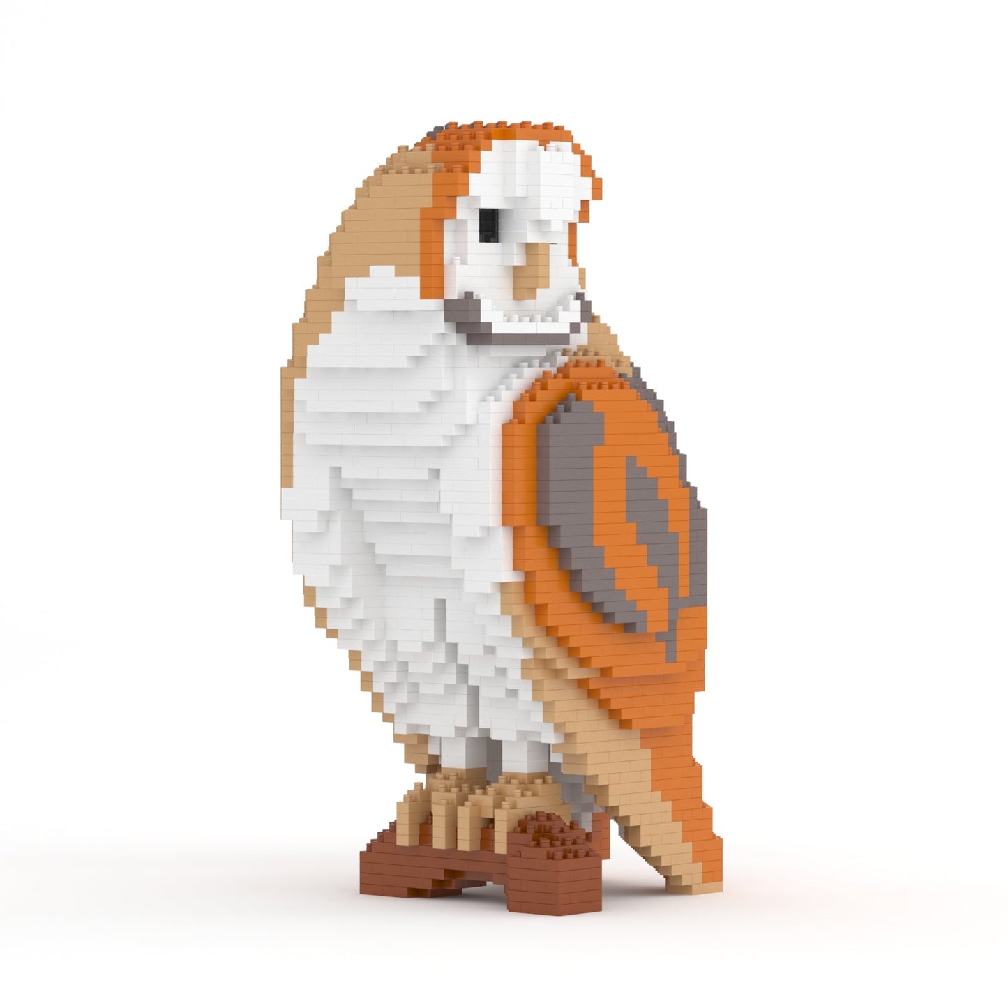 Barn Owl 01