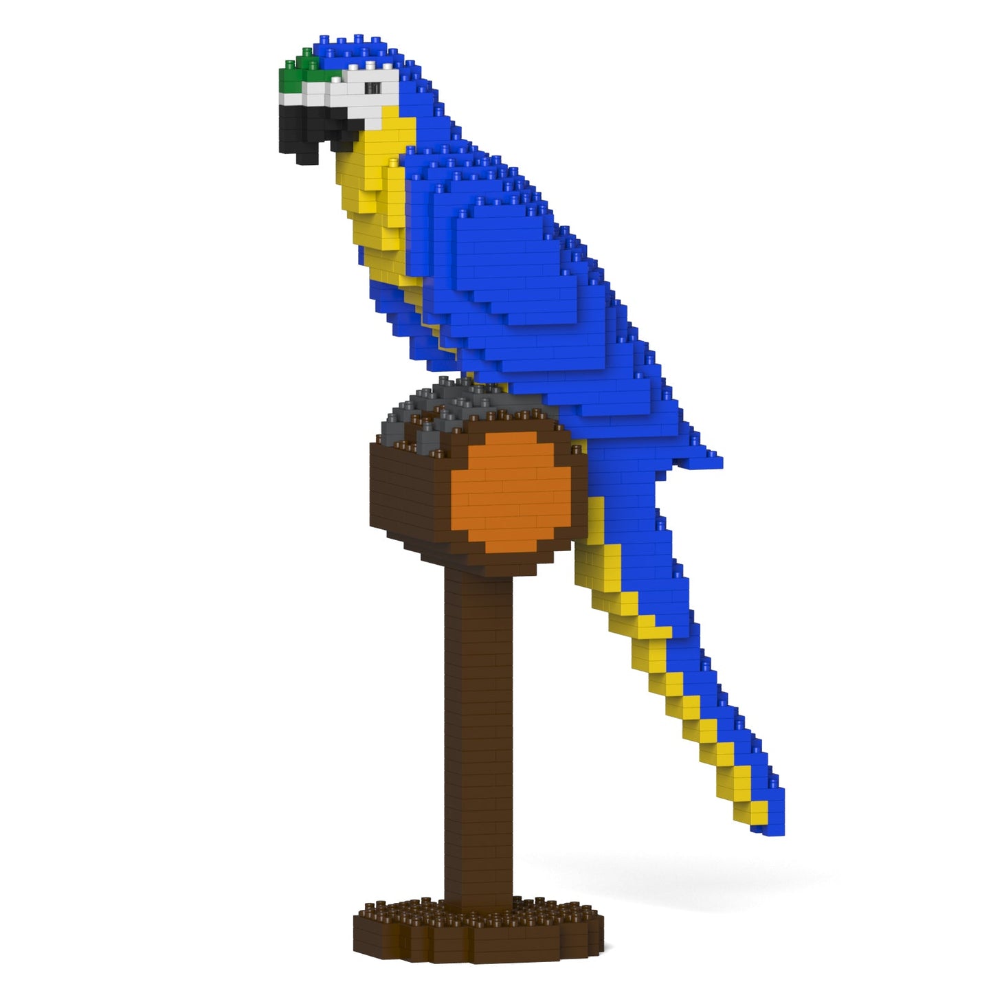 Blue-and-Gold Macaw 01S