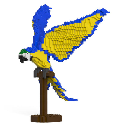 Blue-and-Gold Macaw 02S