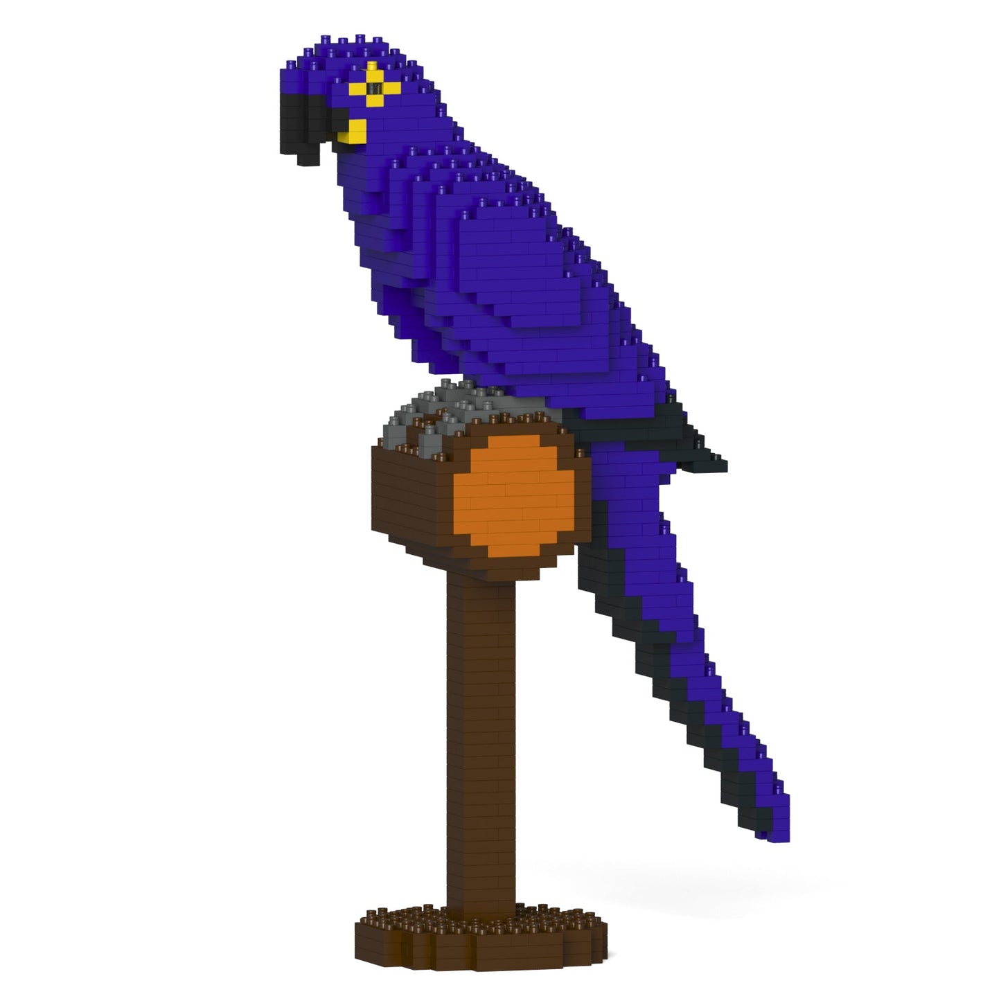 Hyacinth Macaw 01S