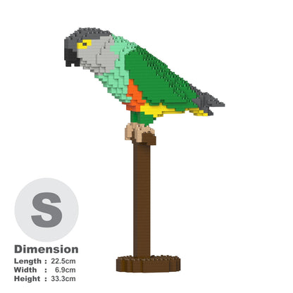 Senegal Parrot 01S