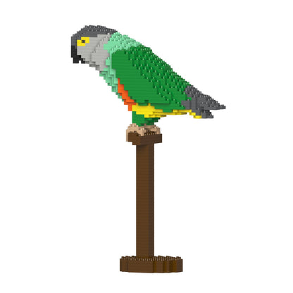 Senegal Parrot 01S