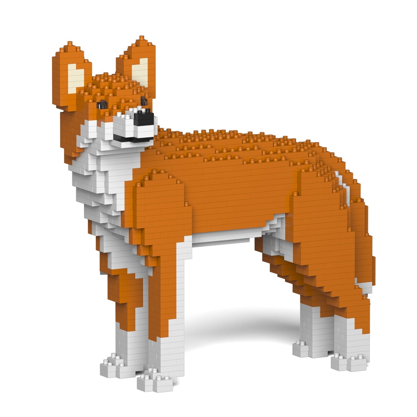 Dingo 01