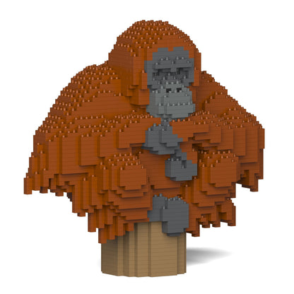 Orangutan 01