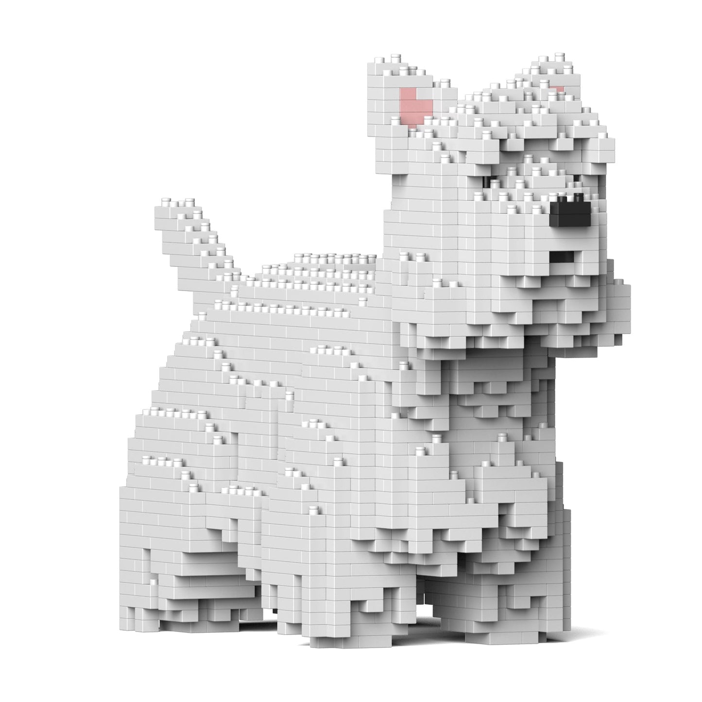 West Highland White Terrier 01