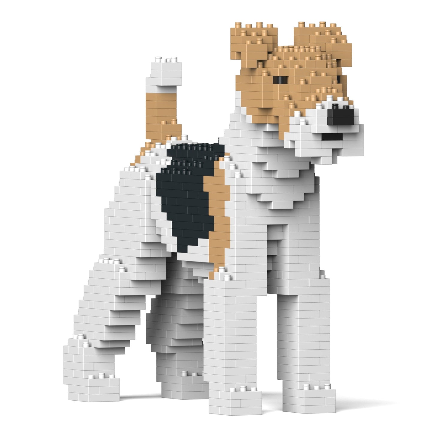 Wire Haired Fox Terrier 01
