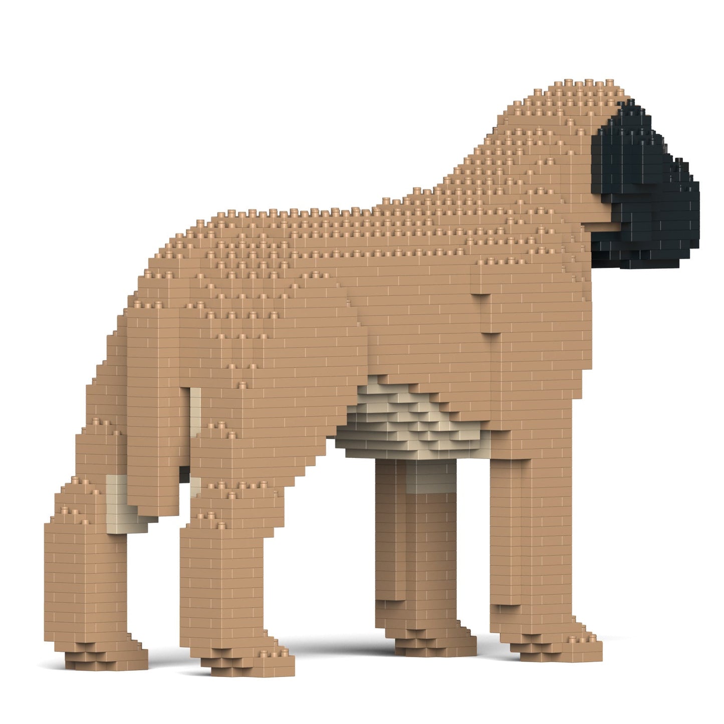 English Mastiff 01-M01