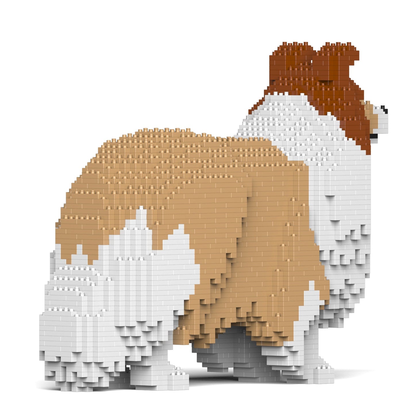 Shetland Sheepdog 02-M01