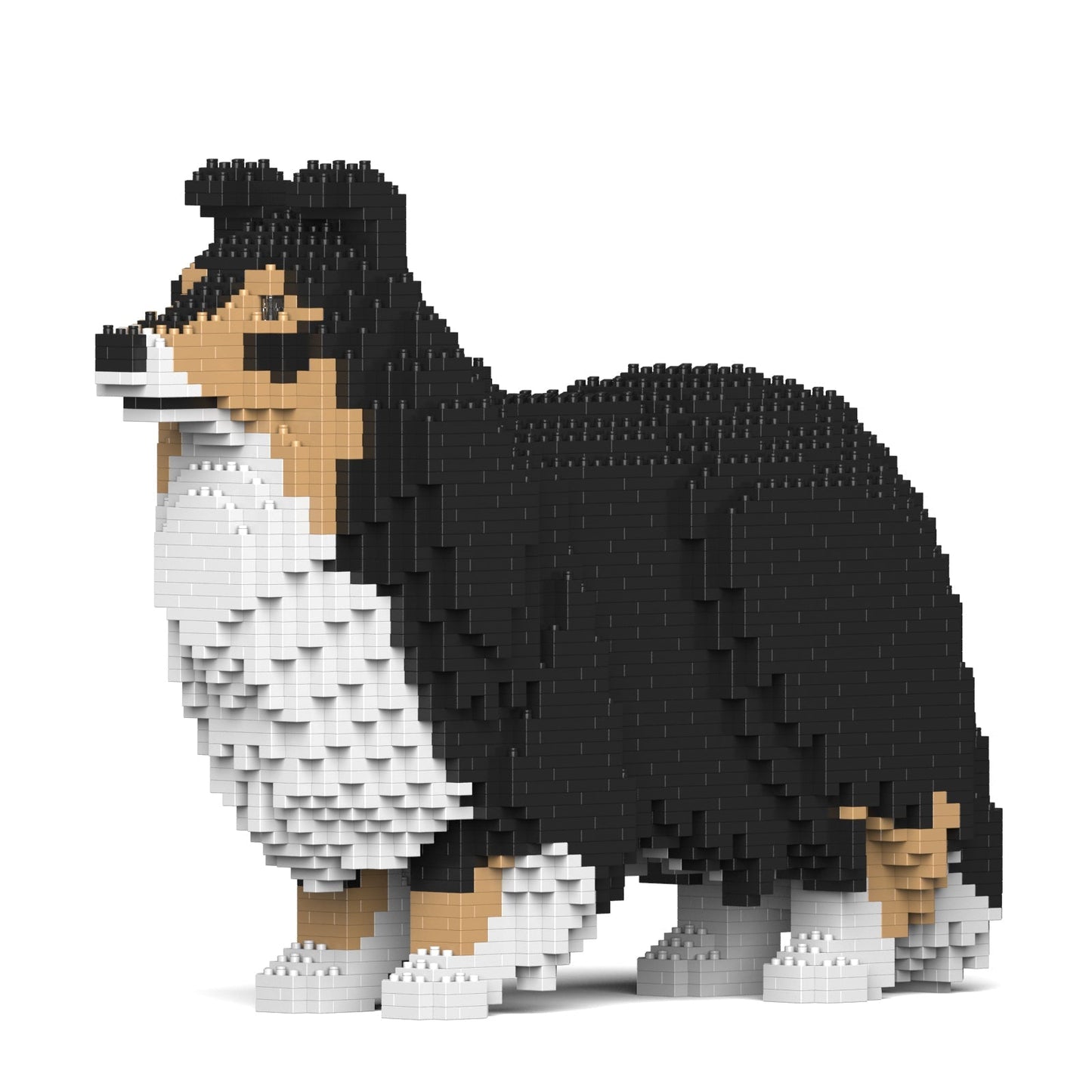 Shetland Sheepdog 02-M02